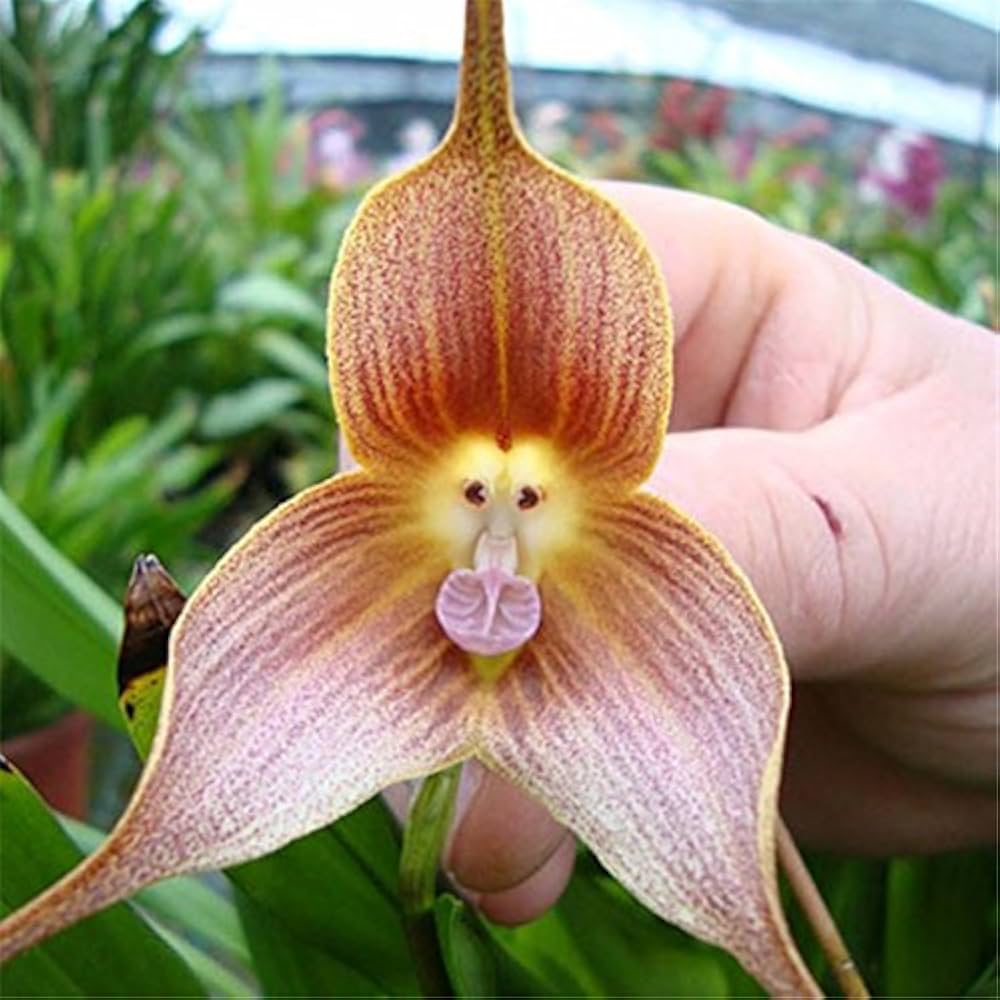 Baby Face Orchid Rare Perennial Flower - for planting in home garden